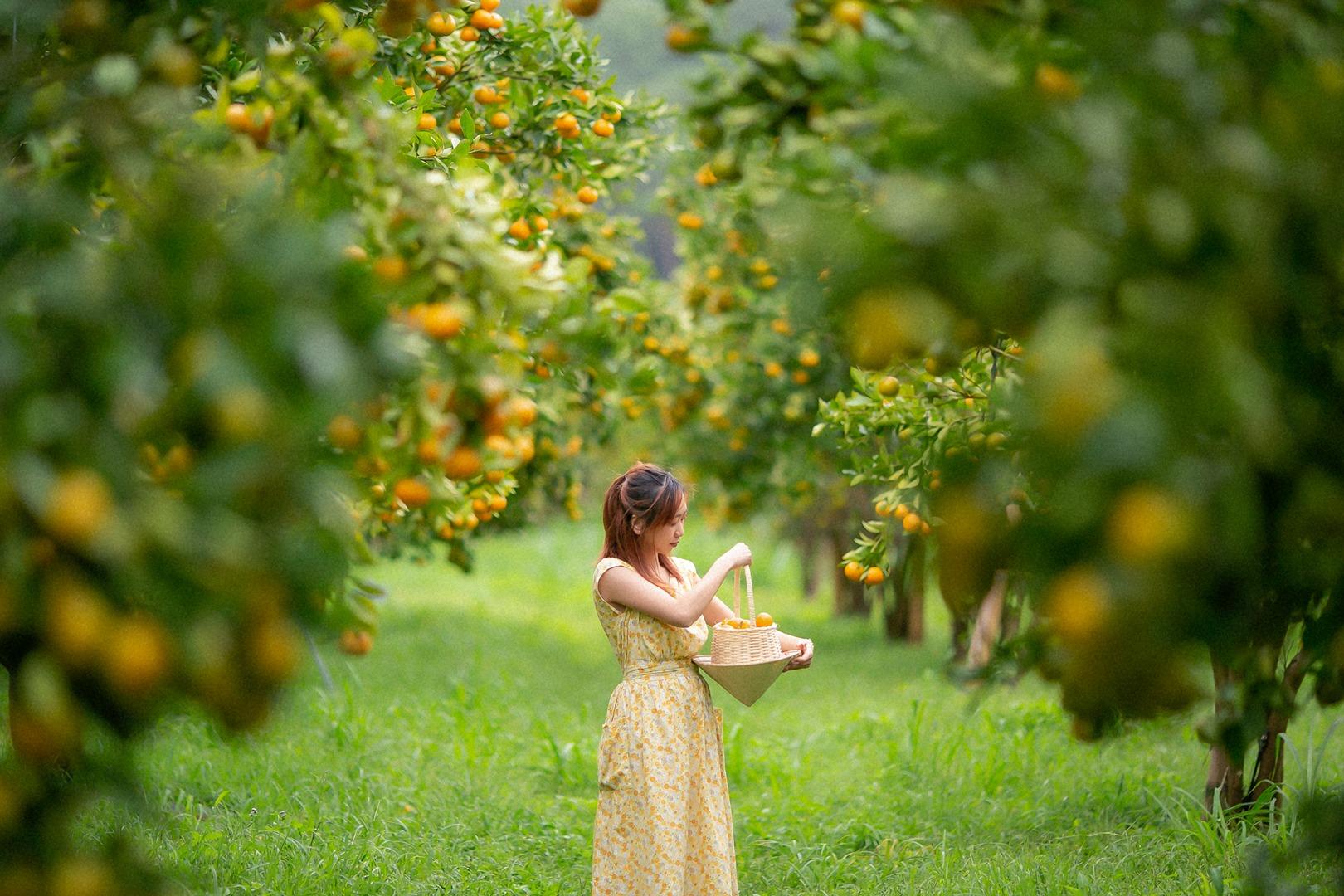 Trải nghiệm hái trái cây tại vườn Đồng Tháp