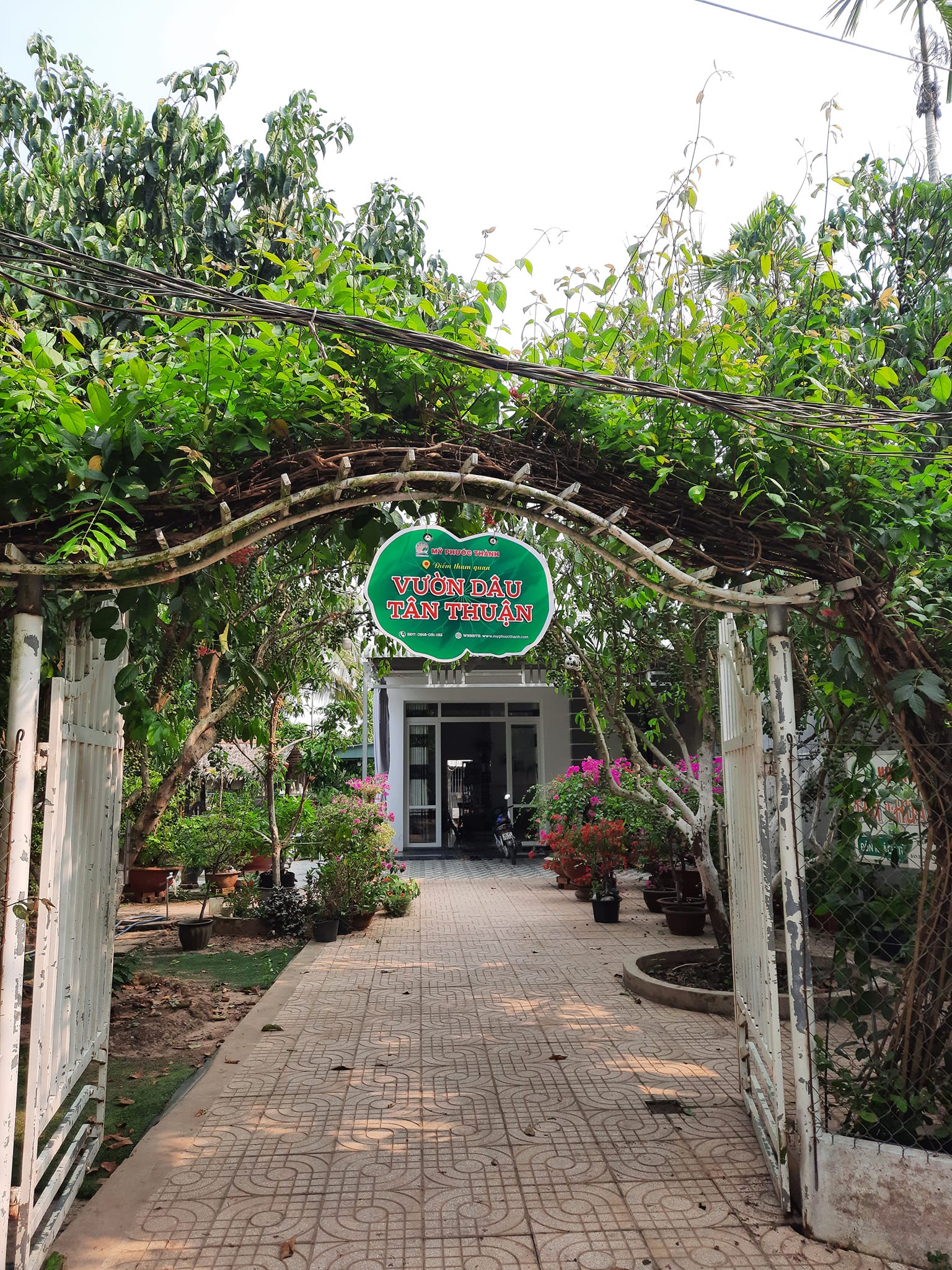 Vườn dâu Tân Thuận  